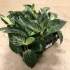 PHILODENDRON  11 CM WHITE MEASURE 1X9